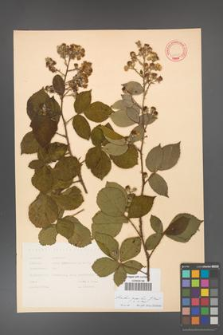 Rubus gracilis [KOR 11122]