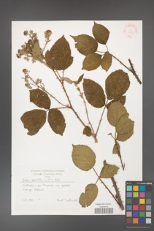 Rubus gracilis [KOR 31490]