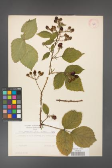 Rubus gracilis [KOR 7690]