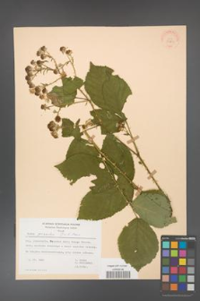 Rubus gracilis [KOR 30863]