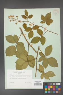 Rubus gracilis [KOR 30882]