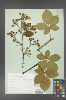 Rubus gracilis [KOR 30879]