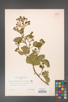 Rubus gracilis [KOR 53975]