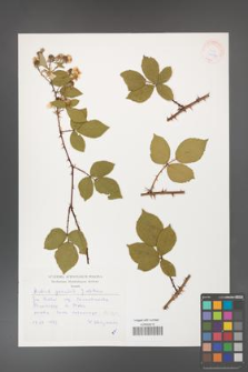 Rubus gracilis [KOR 30474]