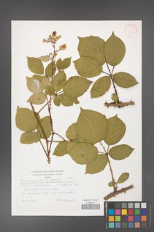 Rubus gracilis [KOR 30492]