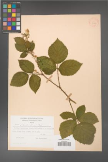 Rubus gracilis [KOR 30883]