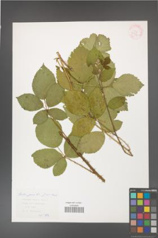 Rubus gracilis [KOR 29919]
