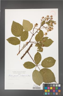 Rubus gracilis [KOR 30508]