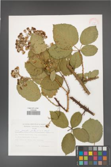 Rubus gracilis [KOR 30539]