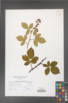 Rubus gracilis [KOR 40778]