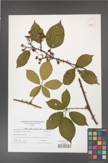 Rubus gracilis [KOR 40951]