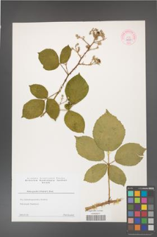 Rubus gracilis [KOR 44308]
