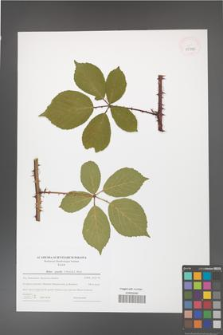 Rubus gracilis [KOR 43992]