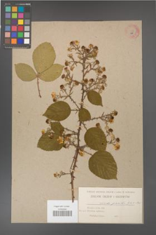 Rubus gracilis [KOR 484]