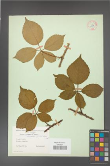 Rubus gracilis [KOR 11114]