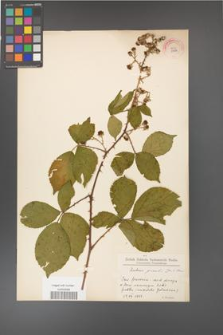 Rubus gracilis [KOR 11103]