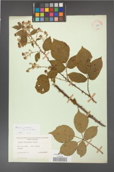 Rubus gracilis [KOR 11099]
