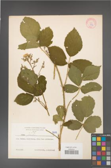 Rubus gracilis [KOR 5818]