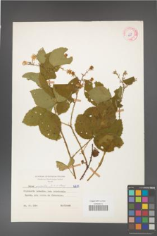 Rubus gracilis [KOR 6815]