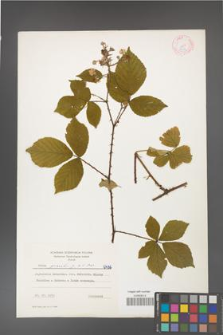 Rubus gracilis [KOR 6436]