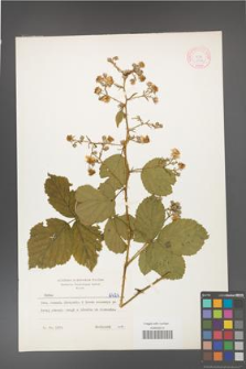 Rubus gracilis [KOR 6424]