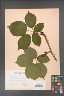 Rubus gracilis [KOR 6968]