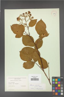 Rubus gracilis [KOR 11140a]