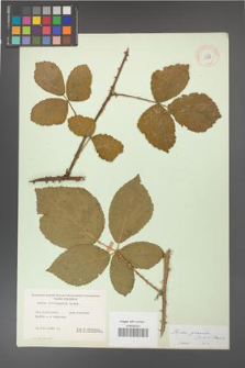 Rubus gracilis [KOR 11098]
