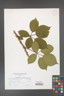Rubus gracilis [KOR 38908]