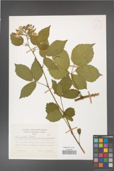 Rubus gratus [KOR 27987]