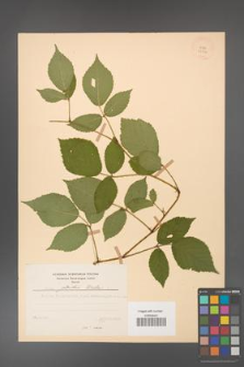 Rubus guentheri [KOR 23524]