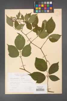 Rubus guentheri [KOR 30832]