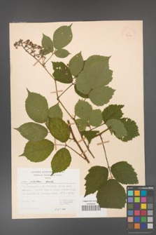 Rubus guentheri [KOR 23493]