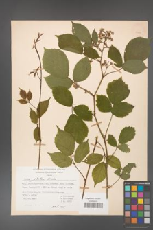 Rubus guentheri [KOR 23464]