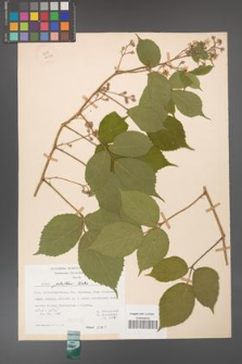 Rubus guentheri [KOR 23503]
