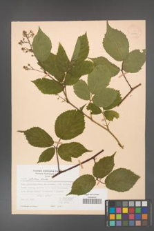 Rubus guentheri [KOR 23504]