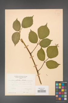 Rubus guentheri [KOR 23507]