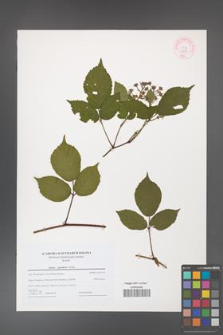 Rubus guentheri [KOR 44201]