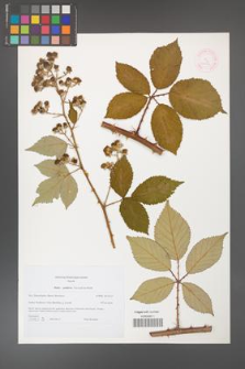 Rubus guttiferus [KOR 44742]