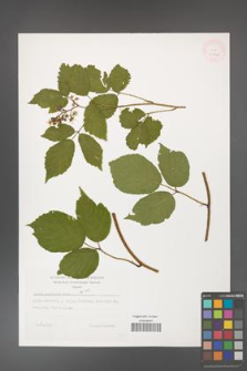 Rubus guentheri [KOR 32268]