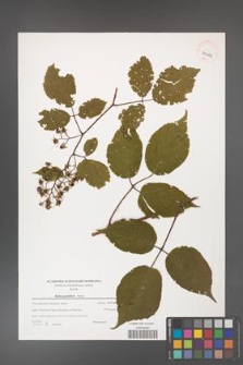 Rubus guentheri [KOR 39642]