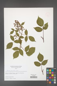 Rubus guentheri [KOR 51650]