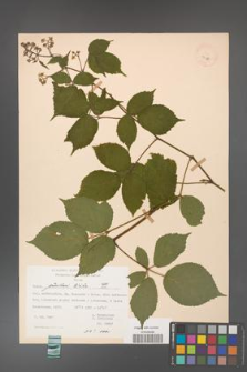 Rubus guentheri [KOR 23480]