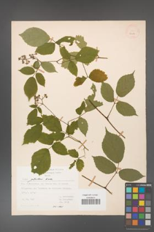Rubus guentheri [KOR 23486]