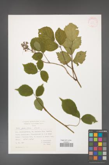 Rubus guentheri [KOR 31406]
