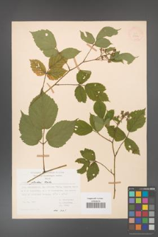 Rubus guentheri [KOR 23506]