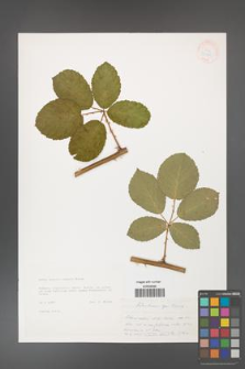 Rubus henrici-egonis [KOR 33230]