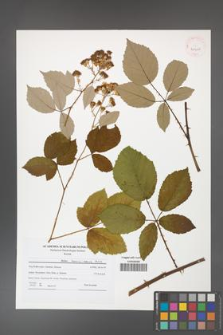 Rubus henrici-egonis [KOR 41510]