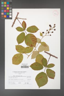 Rubus henrici-egonis [KOR 41710]