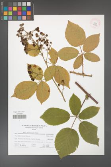 Rubus henrici-egonis [KOR 41712]